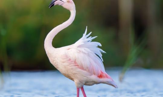 OSTIA: Oasi Lipu CHM. Birdwatching alla scoperta degli uccelli