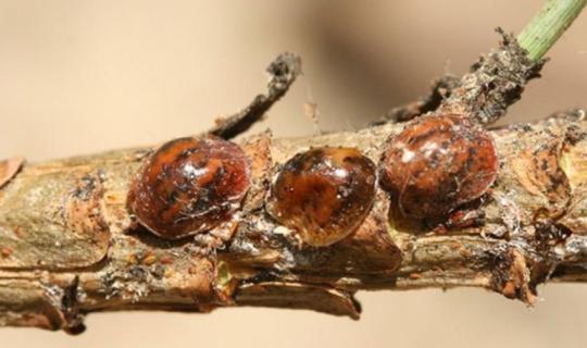 Santa Marinella, misure di contrasto alla cocciniglia tartaruga