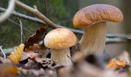 LARIANO: dal 7 al 24 settembre Festa del Re Fungo Porcino