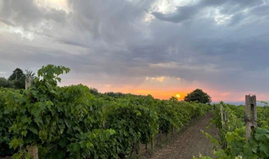 Così come eravamo: storie e tradizioni della vendemmia ai Castelli Romani